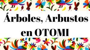 Diccionario hnahnu español palabras sobre arboles