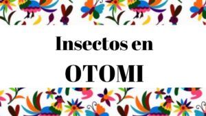 Diccionario otomi español. Vocabulario de insectos