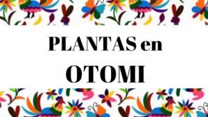 Diccionario español otomi. Vocabulario referente a plantas