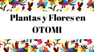 Diccionario español otomi flores y plantas